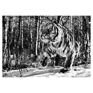 Cold Mountain by David Yarrow, 2015 – Photography artwork
