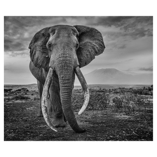 Craig by David Yarrow, 2020 – Photography artwork
