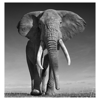 The Don by David Yarrow, 2017 – Photography artwork