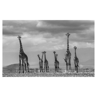 Giraffe City by David Yarrow, 2016 – Photography artwork