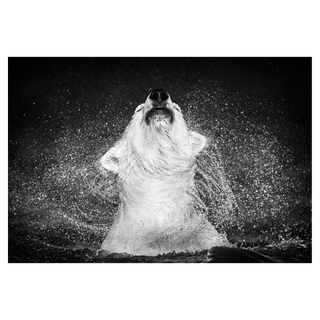 Diamonds in the Sky by David Yarrow, 2010 – Photography artwork