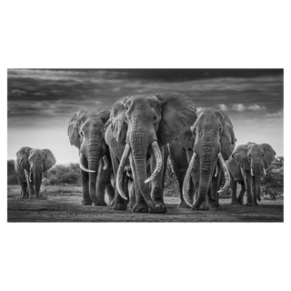 The Mob by David Yarrow, 2019 – Photography artwork