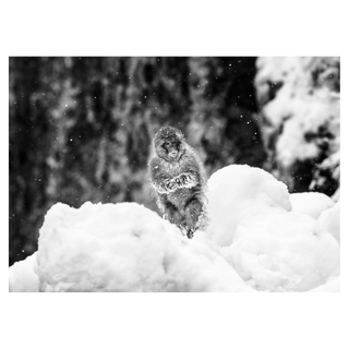 Shackleton by David Yarrow, 2018 – Photography artwork
