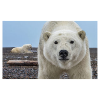Hello (Colour) by David Yarrow, 2025 – Photography artwork