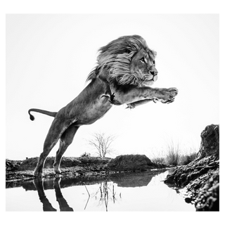 Lion King by David Yarrow, 2014 – Photography artwork