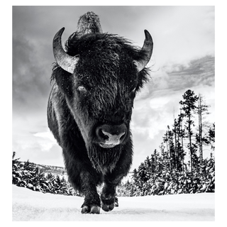 American Idol II by David Yarrow, 2017 – Photography artwork