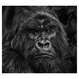 Kong by David Yarrow, 2019 – Photography artwork