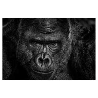 Elmo by David Yarrow, 2023 – Photography artwork