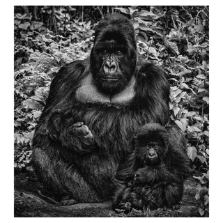 Like Father Like Son by David Yarrow, 2020 – Photography artwork