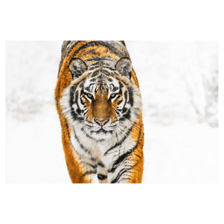 Snowcat by David Yarrow, 2024 – Photography artwork