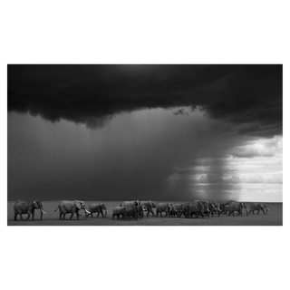 The Gathering Storm by David Yarrow, 2012 – Photography artwork