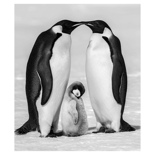 Contentment II by David Yarrow, 2010 – Photography artwork