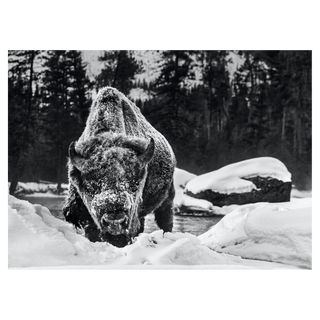 Buffalo Soldier by David Yarrow, 2021 – Photography artwork