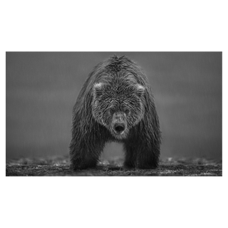 Bearish II by David Yarrow, 2022 – Photography artwork