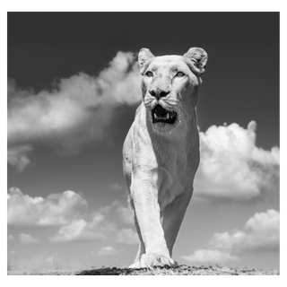 White Mischief by David Yarrow, 2017 – Photography artwork
