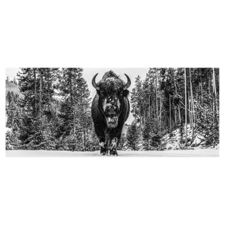 A Walk in the Woods by David Yarrow, 2026 – Photography artwork