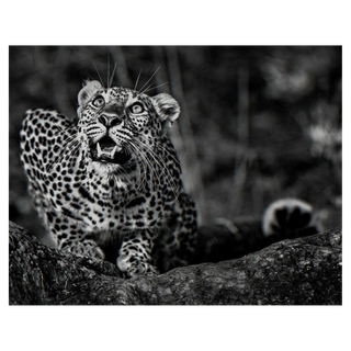 Ground Alert by David Yarrow, 2014 – Photography artwork