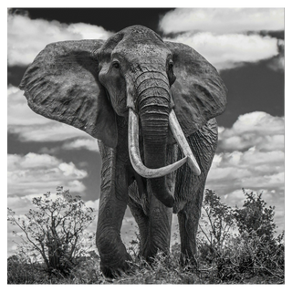 Tsavo East by David Yarrow, 2017 – Photography artwork