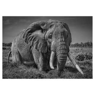 The Pirate by David Yarrow, 2020 – Photography artwork