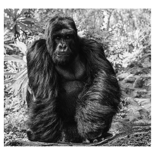 The Kings Road by David Yarrow, 2020 – Photography artwork