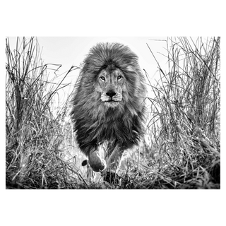 Fully Engaged by David Yarrow, 2022 – Photography artwork