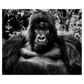 King Kong by David Yarrow, 2011 – Photography artwork