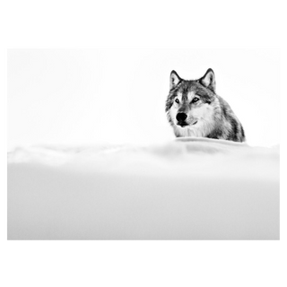 Focused Wolf by David Yarrow, 2015 – Photography artwork