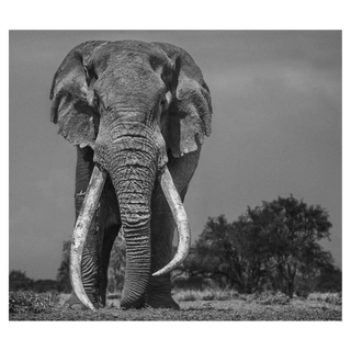Colossuss by David Yarrow, 2018 – Photography artwork
