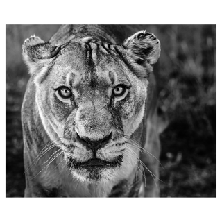 Nala by David Yarrow, 2019 – Photography artwork