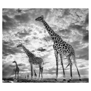 Keeping Up With the Crouches by David Yarrow, 2019 – Photography artwork