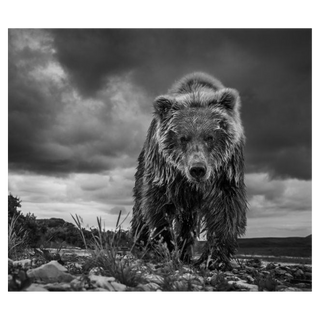 Funnel Creek by David Yarrow, 2017 – Photography artwork