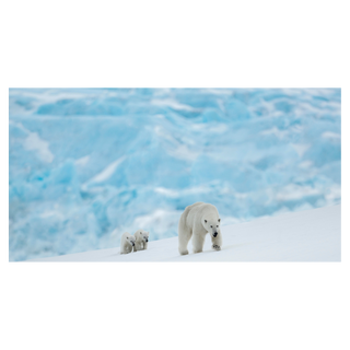 The New Kids On The Block by David Yarrow, 2022 – Photography artwork