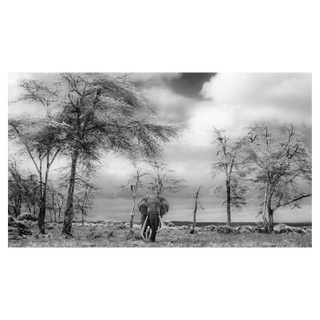 The Fairytale by David Yarrow, 2017 – Photography artwork