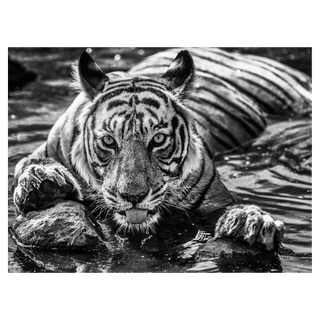 Queen of Ranthambore by David Yarrow, 2018 – Photography artwork