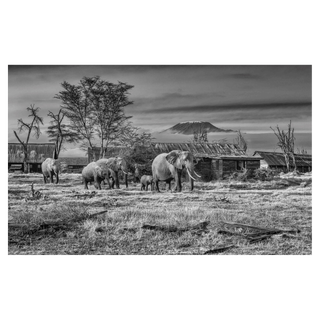 After Man by David Yarrow, 2020 – Photography artwork