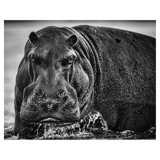 Balls by David Yarrow, 2020 – Photography artwork