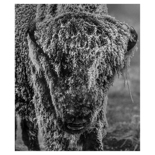 25 Degrees Below by David Yarrow, 2026 – Photography artwork