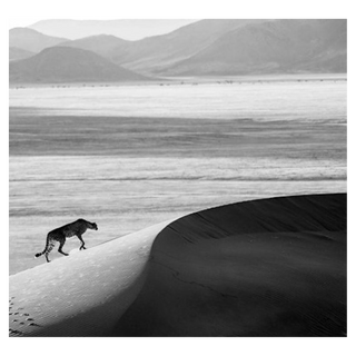 Prowl by David Yarrow, 2013 – Photography artwork