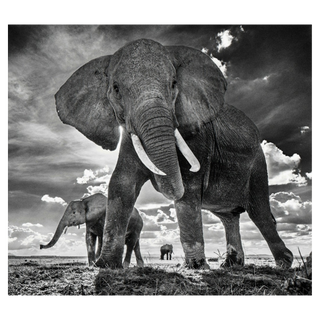 The Untouchables II by David Yarrow, 2017 – Photography artwork