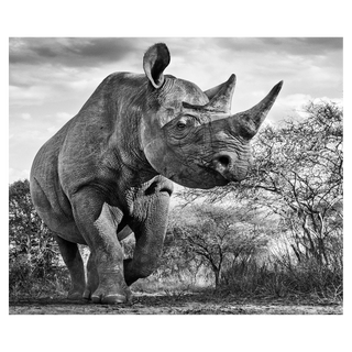 The Departed by David Yarrow, 2015 – Photography artwork
