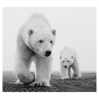 Kaktovik by David Yarrow, 2015 – Photography artwork
