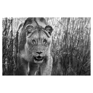 Designated Survivor by David Yarrow, 2018 – Photography artwork