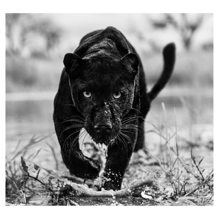 Marvel by David Yarrow, 2022 – Photography artwork