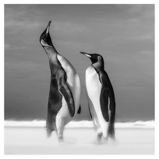 All You Need is Love by David Yarrow, 2018 – Photography artwork