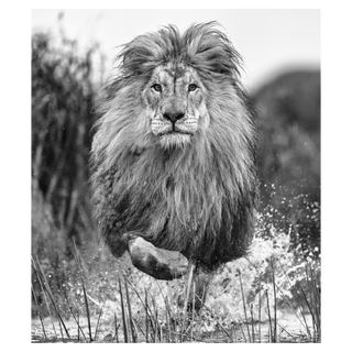 Showtime by David Yarrow, 2023 – Photography artwork