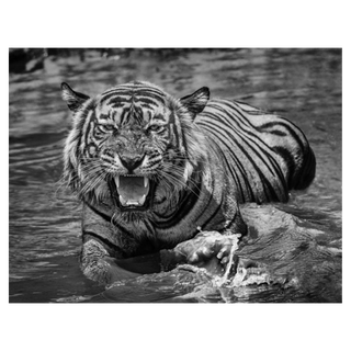 Risky Business by David Yarrow, 2018 – Photography artwork