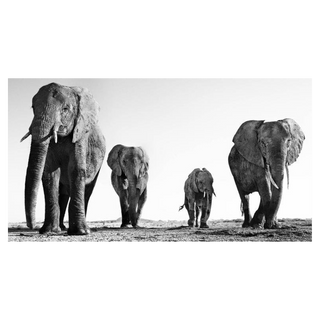 Boy Band by David Yarrow, 2014 – Photography artwork