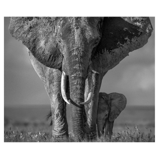 The Walk of Life by David Yarrow, 2018 – Photography artwork