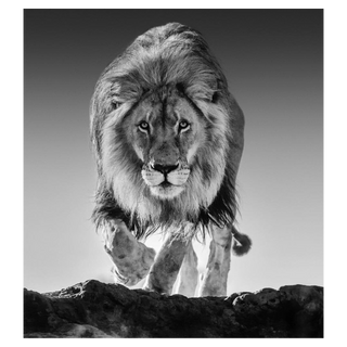 Genesis by David Yarrow, 2017 – Photography artwork