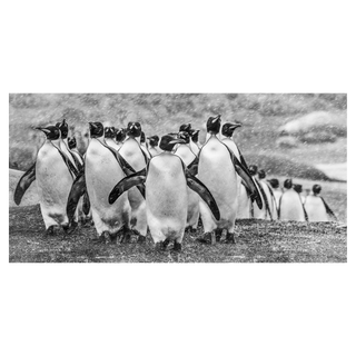 Napoleon by David Yarrow, 2018 – Photography artwork